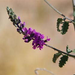 Psoralea australasica 