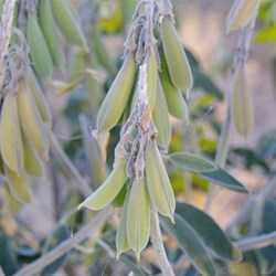Crotalaria cunninghamii 