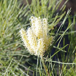 Grevillea stenobotrya 
