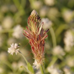 Ptilotus polystachyus 