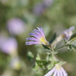 Scaevola depauperata 