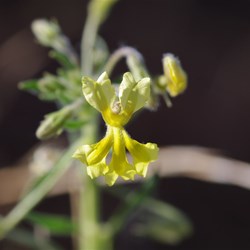 Goodenia heterochila 