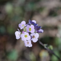 Harmsiodoxa puberula 