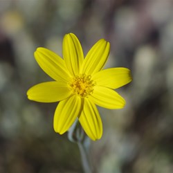 Senecio gregorii 