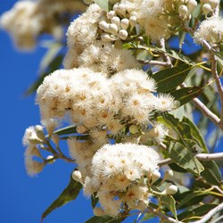 Corymbia terminalis 