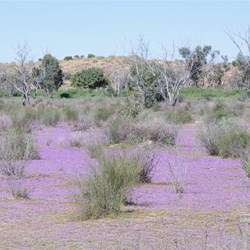 Mimulus prosttraus 
