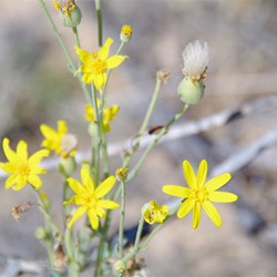 Senecio gregorii 