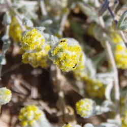 Helichrysum  tietkensii 