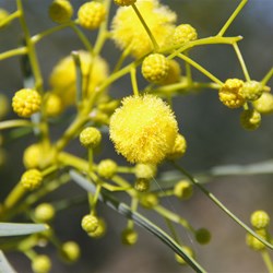 Acacia Sp