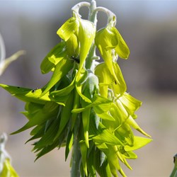 Crotalaria cunninghamii 