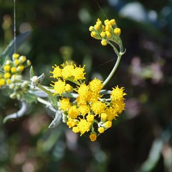 Senecio cunninghamii