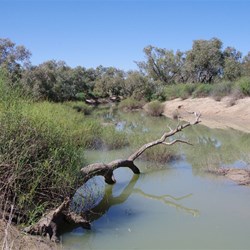 Muehlenbeckia florulenta 