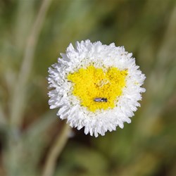 Polycalymma stuartii 