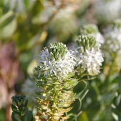 Lepidium pedicellosum 