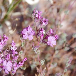 Frankenia serpyllifolia 