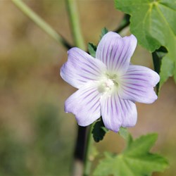 Malva australiana 