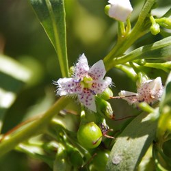 Myoporum acuminatum 