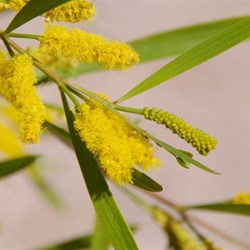 Acacia Spp
