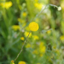 Calocephalus platycephalus 