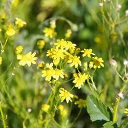 Senecio lautus subsp.dissectifolius 