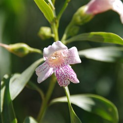 Eremophila bignoniiflora 