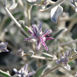 Ptilotus sessilifolius var sessilifolius 