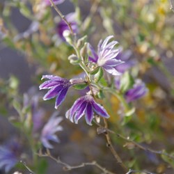 Scaevola spp