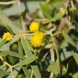 Acacia Spp