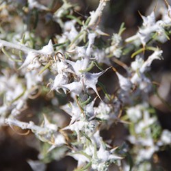 Scelerolaena bicornis 