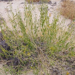 Cynanchum floribundum 