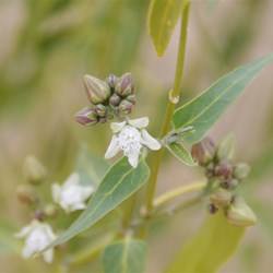 Cynanchum floribundum 