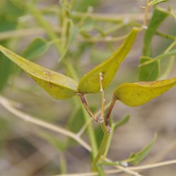Cynanchum floribundum 