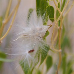 Cynanchum floribundum 