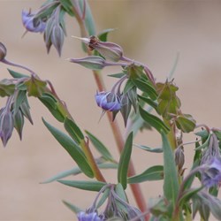 Trichodesma zeylanicum 