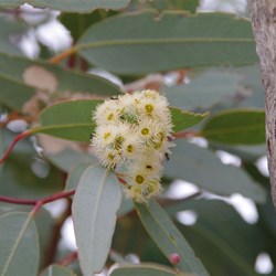 Eucalyptus microtheca 