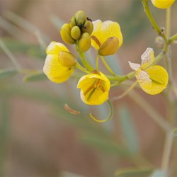 Senna spp