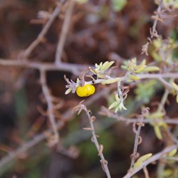 Enchylaena tomentosa 