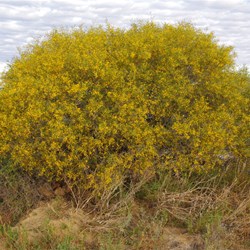 Acacia ligulata 