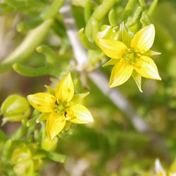 Zygophyllum aurantiacum 