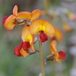 Swainsona stipularis 