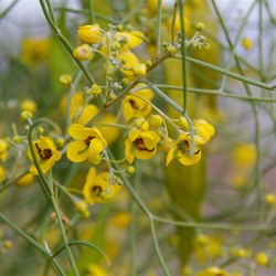 Senna artemisioides subsp. filifolia 