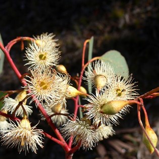 Honeyeaters delight - ironbark flowers