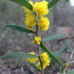 Wattles were just starting to flower.