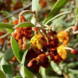 Grevillea