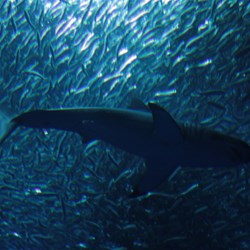 Yes, it's a small white-pointer