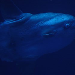 Sun Fish (Molla Molla)