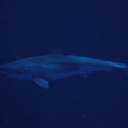 The Great White Shark in the tank!