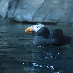 The sea birds of California are like no other