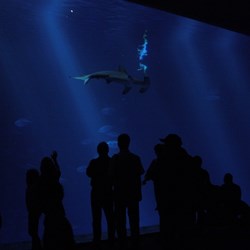 View of the shark tank