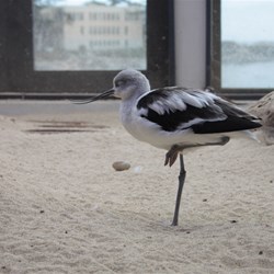 forgot what this one is called